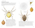 Pocket guide to British Spiders - Richard Lewington 2025